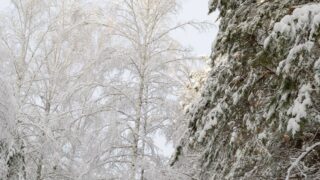 ゴールデンカムイのアイヌ料理とアイヌ語