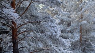二階堂浩平の死亡は30巻295話