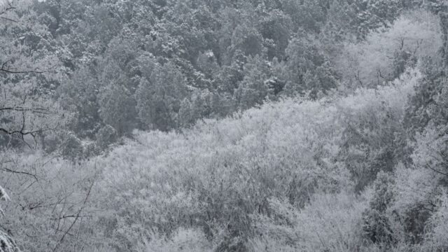 白石由竹のモデルは白鳥由栄