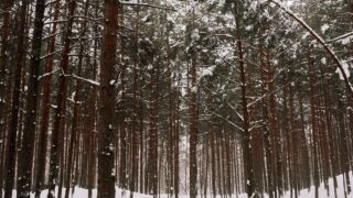 宇佐美時重の死亡は26巻256話