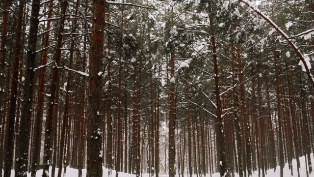 宇佐美時重の死亡は26巻256話